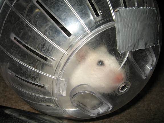 My hamster Lucy having fun in her Explorer Ball.