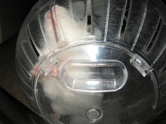 My hamster Lucy having fun in her Explorer Ball.
