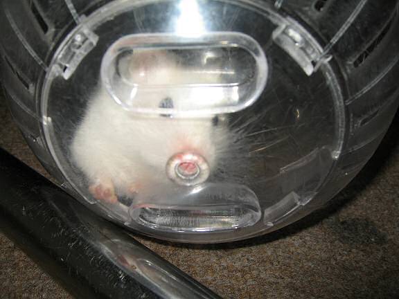 My hamster Lucy having fun in her Explorer Ball.