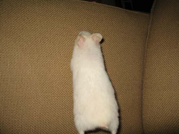 Having fun with my hamster Lucy on the couch.