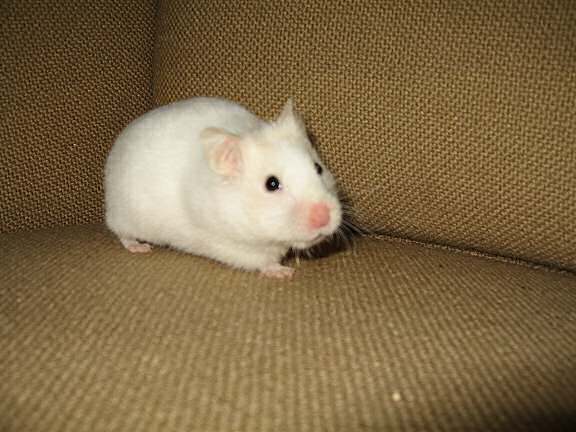 Having fun with my hamster Lucy on the couch.