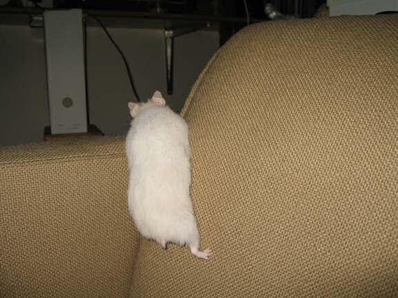 Having fun with my hamster Lucy on the couch.