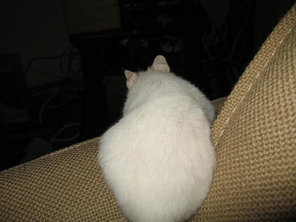 Having fun with my hamster Lucy on the couch.