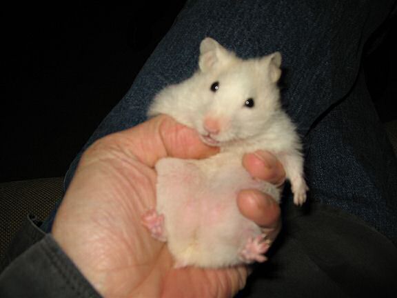 My hamster Lucy showing her belly!