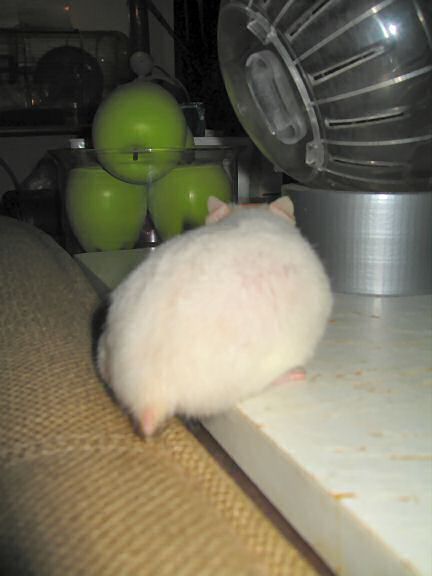 My hamster Lucy scoring another 'Lucy-Touchdown'!