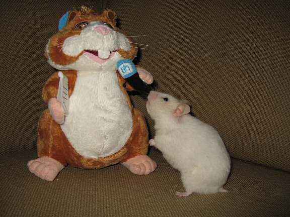 My hamster Lucy being interviewed by a puppet.