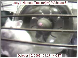 My hamster Lucy shot by the new webcam.