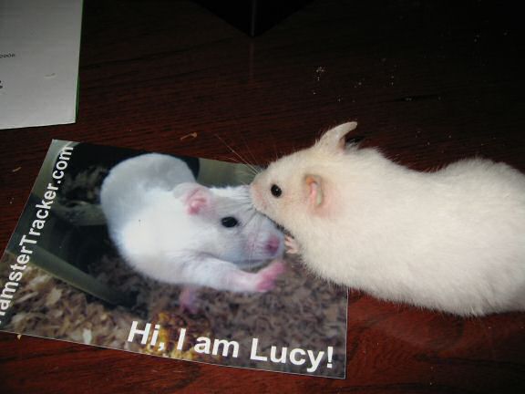 Extreme HamsterTrackin' by Lucy herself!