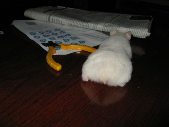 Picture of my hamster Lucy explorin' the coffee-table.