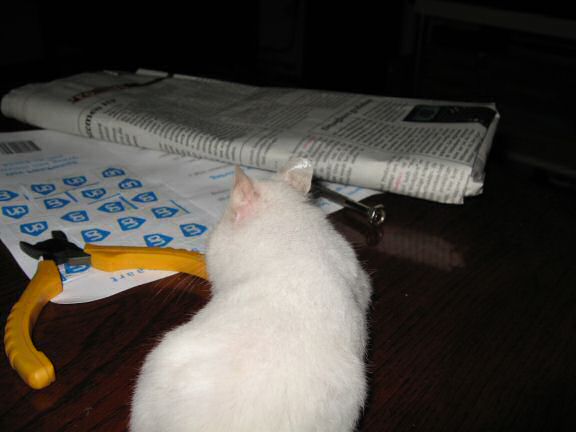 Picture of my hamster Lucy explorin' the coffee-table.
