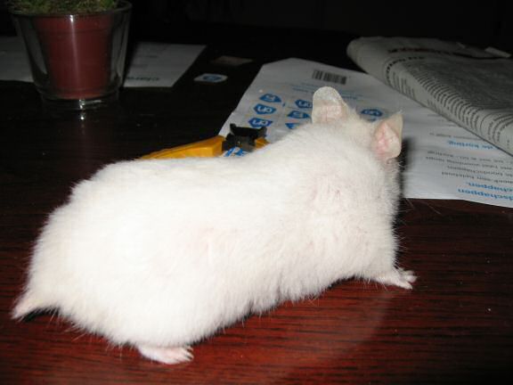 Picture of my hamster Lucy explorin' the coffee-table.