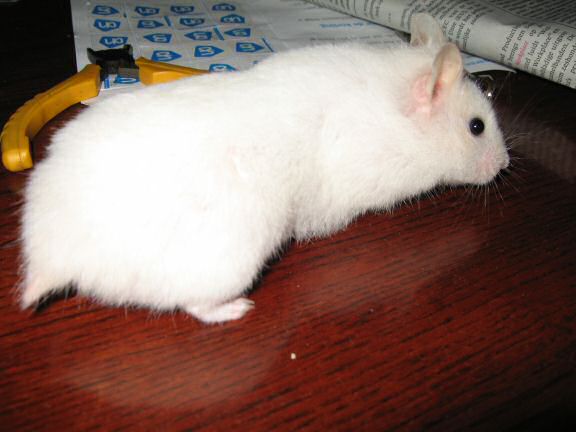 Picture of my hamster Lucy explorin' the coffee-table.