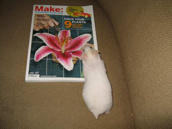 My hamster Lucy inspecting the cover of Make: Magazine!