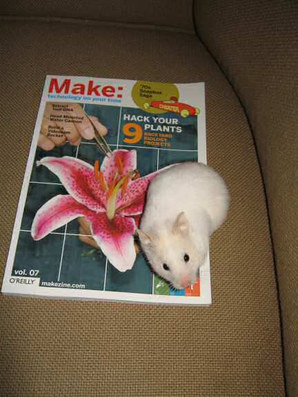 My hamster Lucy inspecting the cover of Make: Magazine!