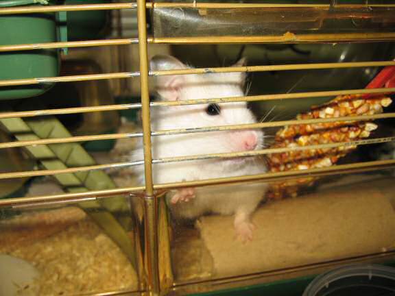 My hamster Lucy wanting attention!