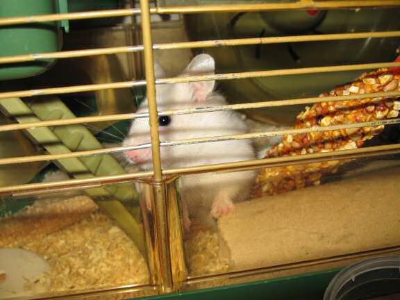 My hamster Lucy wanting attention!