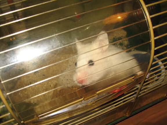 My hamster Lucy wanting attention!