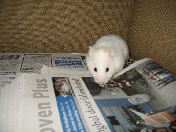 My hamster Lucy and the free morning newspaper.