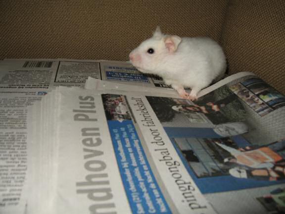 My hamster Lucy and the free morning newspaper.