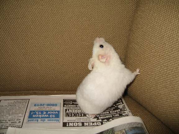 My hamster Lucy and the free morning newspaper.