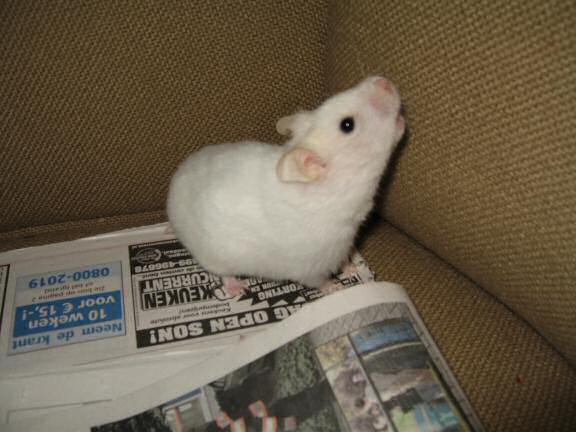 My hamster Lucy and the free morning newspaper.