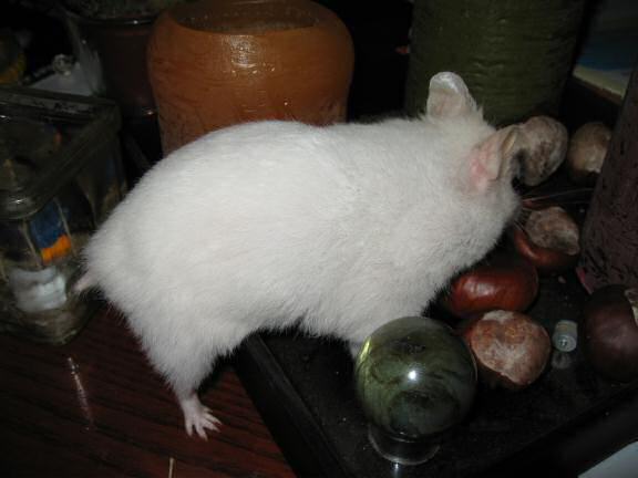 Another Cute, Lucy, Coffee-table, Photo Shoot!
