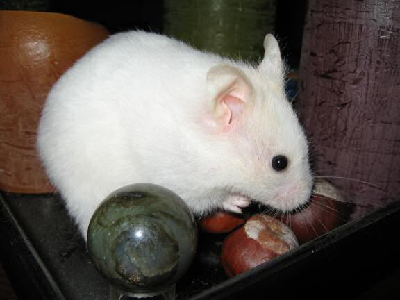 Another Cute, Lucy, Coffee-table, Photo Shoot!