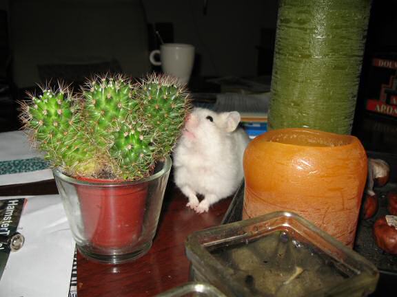 My hamster Lucy on the coffee-table.