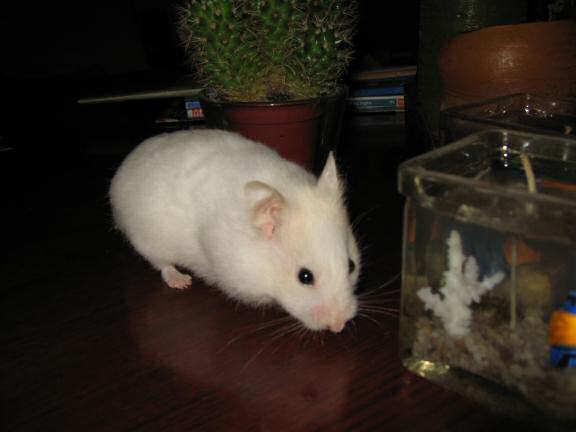 My hamster Lucy on the coffee-table.