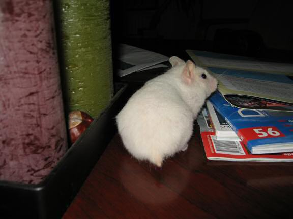 My hamster Lucy on the coffee-table.