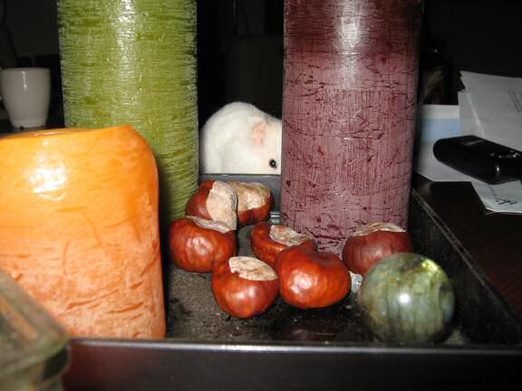 My hamster Lucy on the coffee-table.