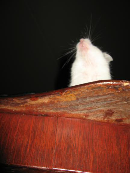 My hamster Lucy as seen from under the coffee-table.