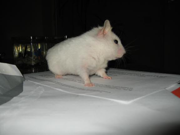 My hamster Lucy checkin' up on the mail on the coffee-table!