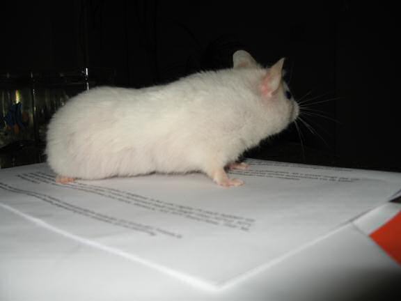My hamster Lucy checkin' up on the mail on the coffee-table!