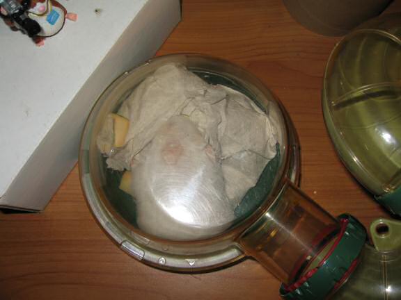 The big pillow of bedding I made for my hamster Lucy, in action.