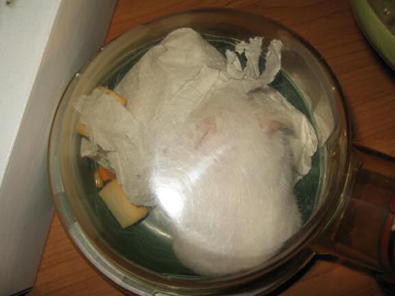 The big pillow of bedding I made for my hamster Lucy, in action.