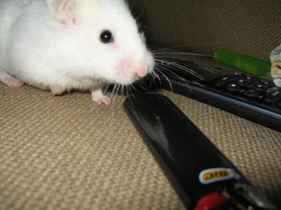 My hamster Lucy on the couch.