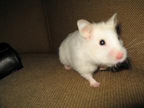 My hamster Lucy on the couch.