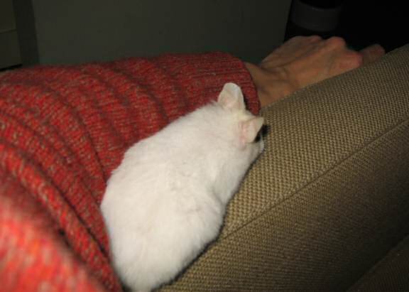 My hamster Lucy on the armrest of the couch.