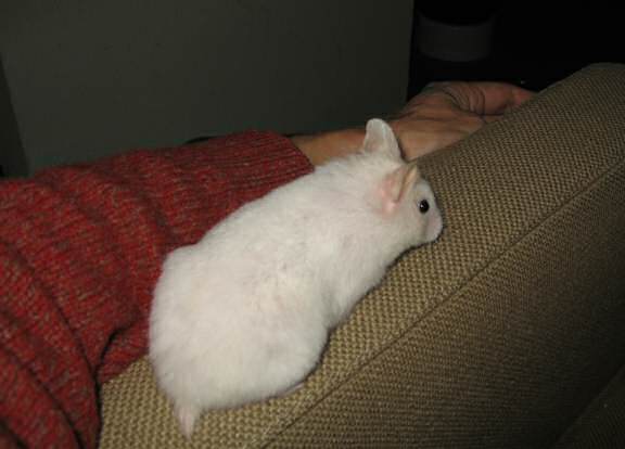 My hamster Lucy on the armrest of the couch.