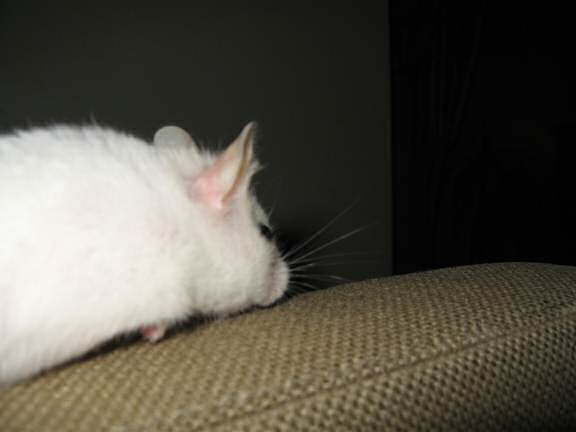 My hamster Lucy on the armrest of the couch.