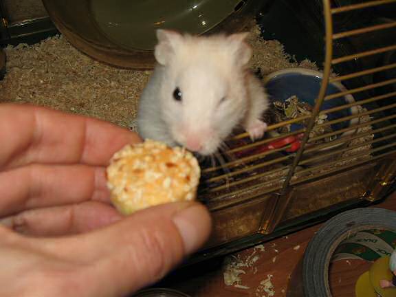 My hamster Lucy getting her first Vitakraft Muffin.