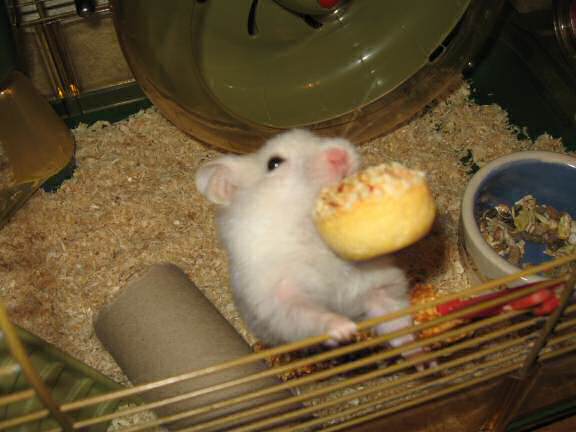 My hamster Lucy getting her first Vitakraft Muffin.