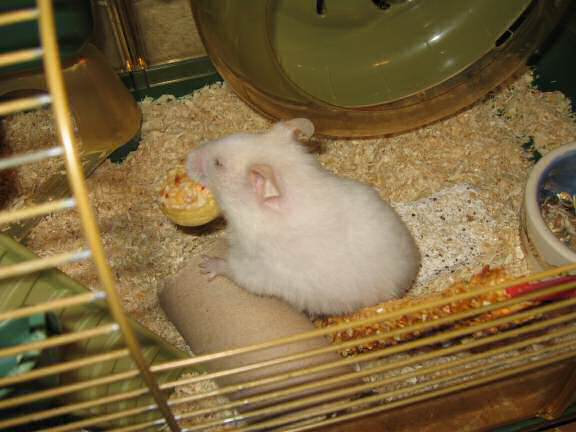 My hamster Lucy getting her first Vitakraft Muffin.