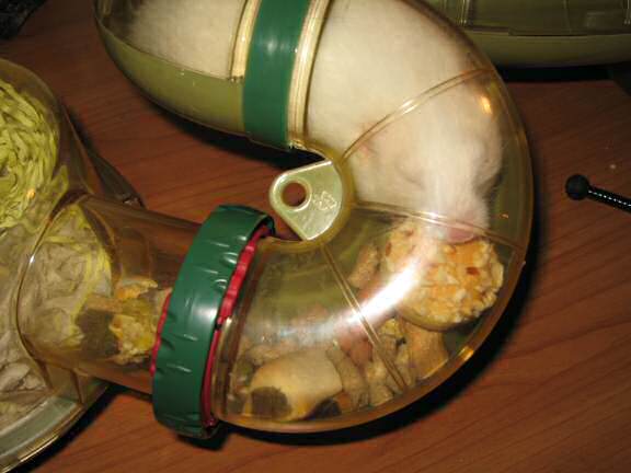 My hamster Lucy getting her first Vitakraft Muffin.