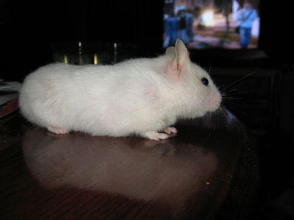 My hamster Lucy on the coffee-table.