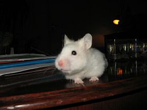 My hamster Lucy on the coffee-table.
