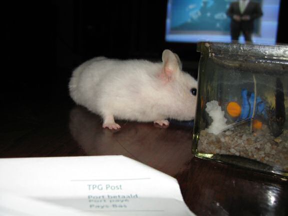 My hamster Lucy on the coffee-table.