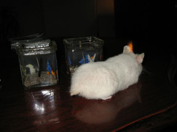 My hamster Lucy next to the 'aquarium candles' on the coffee-table.