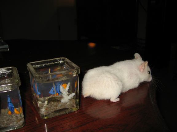 My hamster Lucy next to the 'aquarium candles' on the coffee-table.